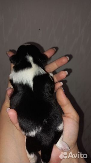 Мальчик Ши-Тцу