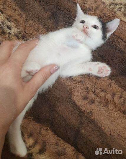 Котята в добрые руки приучены к лотку