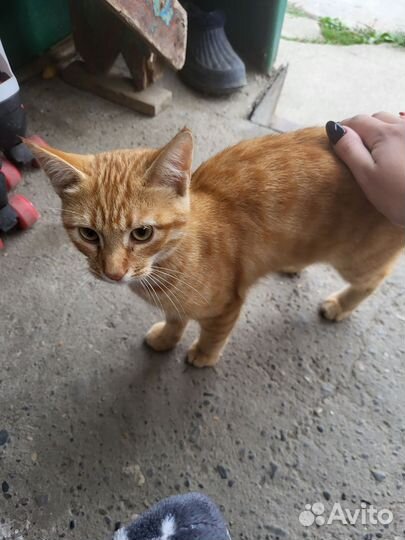 Кот ищет дом