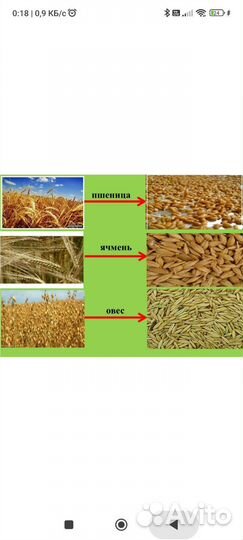 Зерно пшеница ячмень овес