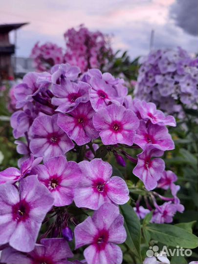 Флоксы сортовые