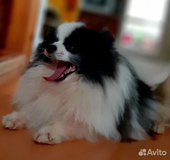 Померанский шпиц вязка