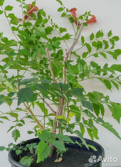 Уличные растения