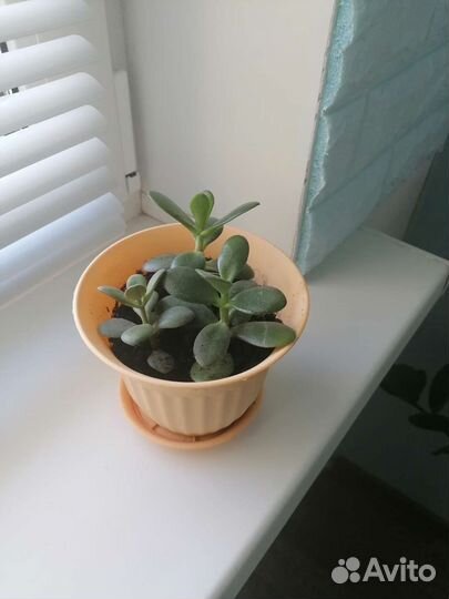 Продaю дeнeжное дерево