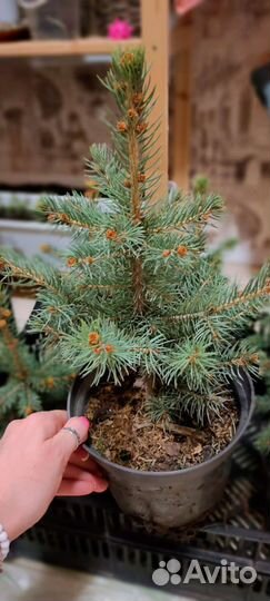 Ель голубая глаука