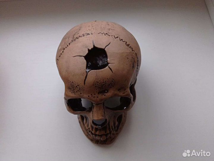 Растение, оборудование и рыбки