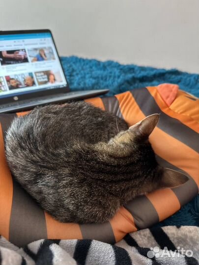 Ласковая кошка ищет свою семью