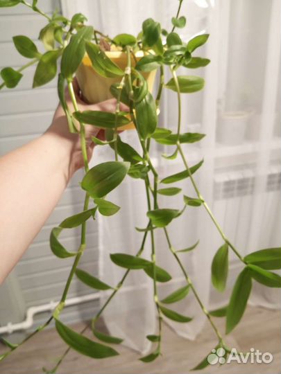 Традесканции