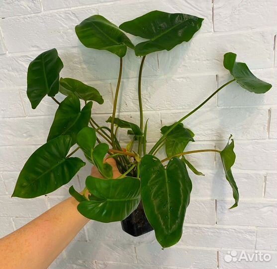 Philodendron Burle Marx Variegata Бурле Маркс фил