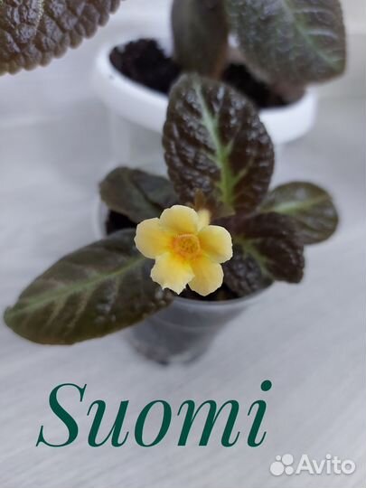 Эписции (красные, розовые, желтые,фиолетовые)