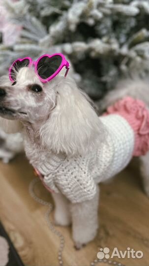 Одежда для собак мелких пород