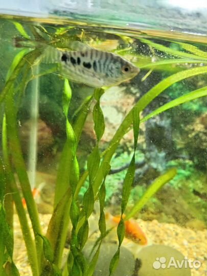 Аквариум куб 60л с рыбками