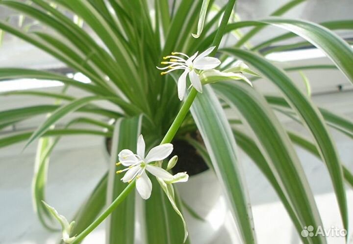 Цветы Хлорофитум с белой полоской