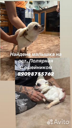 Найдена собака в районе Полярной