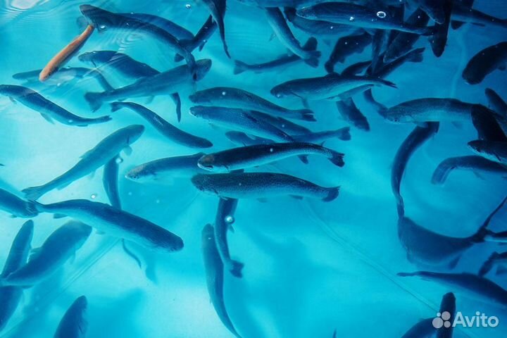 Вкусная и сочная форель