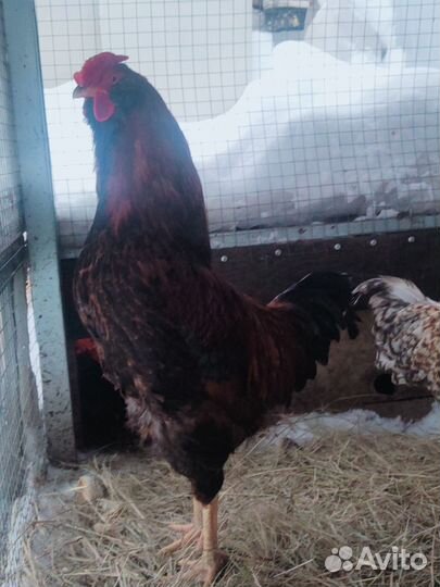 Молодые петухи