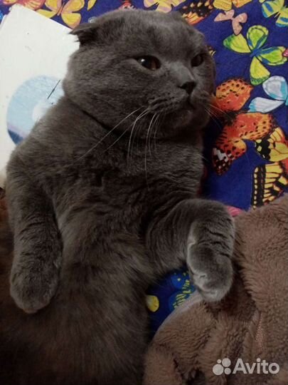 Шотландский вислоухий чистокровный кот. Случка