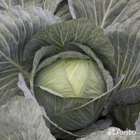 Семена Капусты 