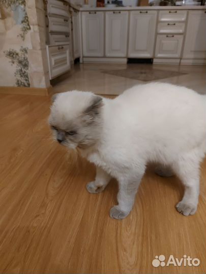 Белый вислоухий котик