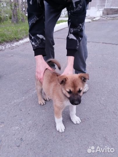 Щенок в добрые руки
