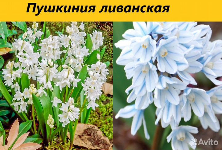 Луковичные цветы, Первоцветы