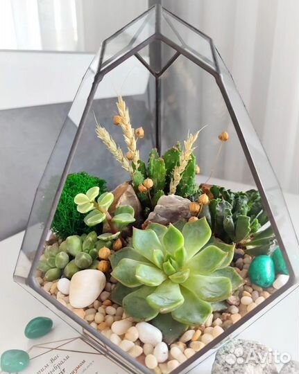Подарок суккуленты
