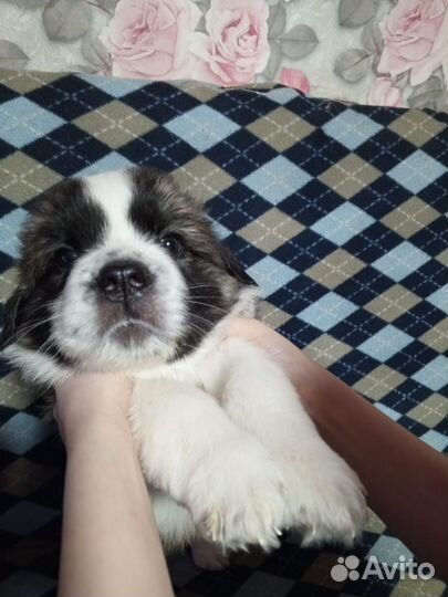 Щенок московской сторожевой