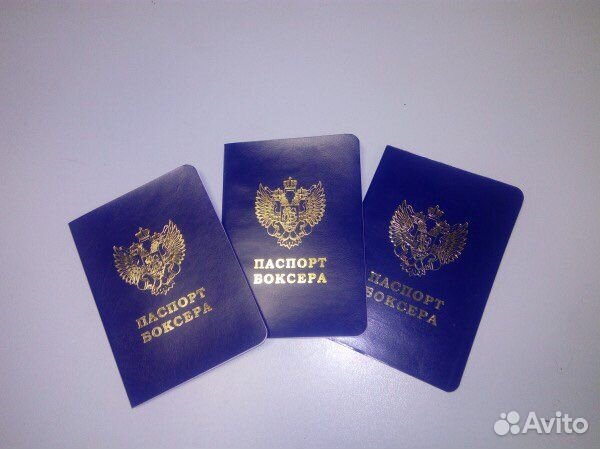 Паспорт Боксёра