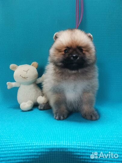 Щенки шпица