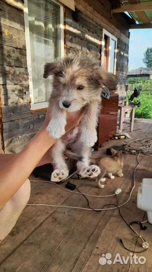 Щенок в добрые руки