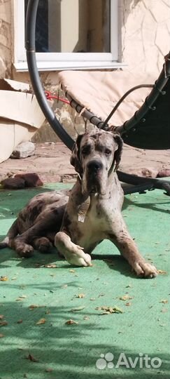 Молодой мужчина ищет девочку для вязки