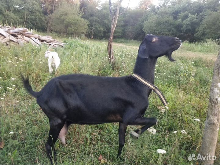 Козы дойные молочные