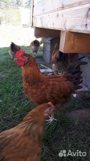 Молодые петухи