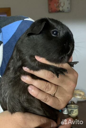 Морские свинки