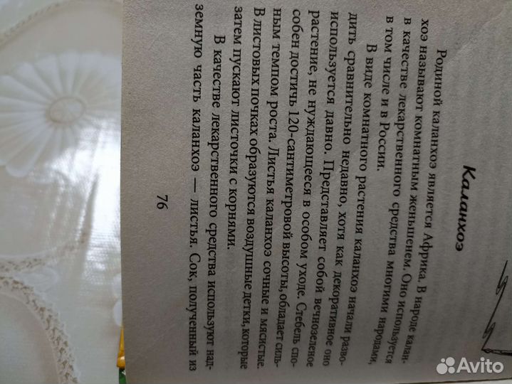 Каланхоэ лечебное