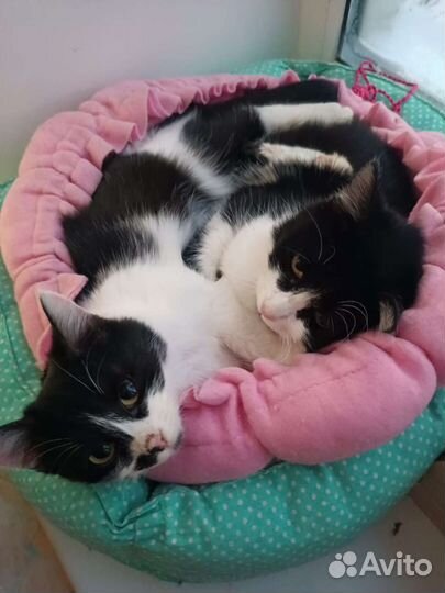 Котята. Две сестрички ищут дом