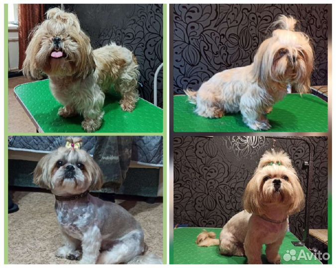 Грумер стрижка собак