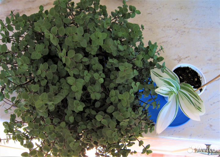 Традесканция Альба и Традесканция мелколистная