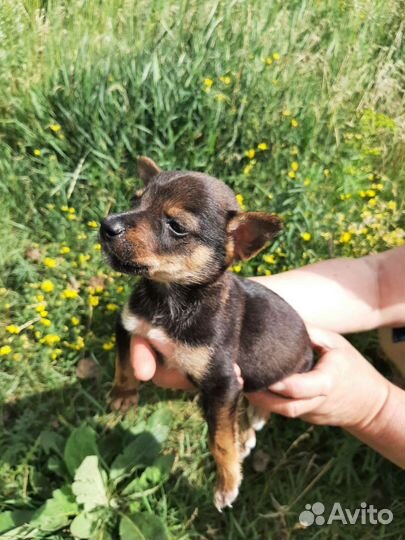 Щенки от маленькой собачки в добрые руки