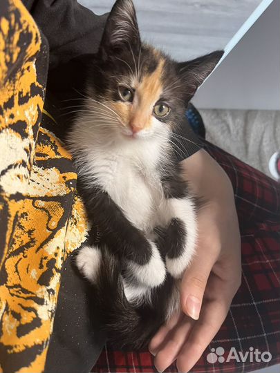 Отдам в добрые руки котенка девочку