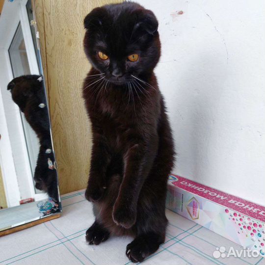 Шотландский кот вязка