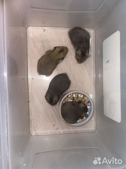 Сирийский хомяк