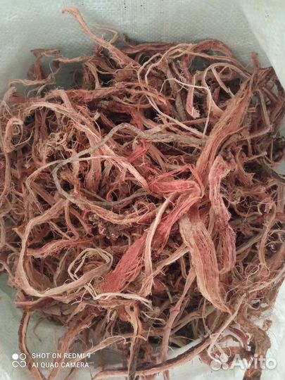 Красный корень