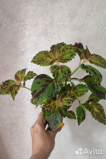 Колеусы сортовые