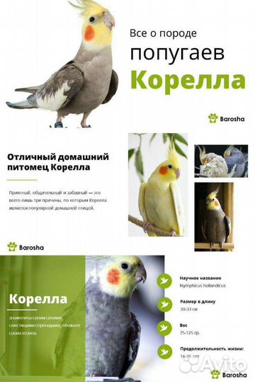 Попугай корелла птенец