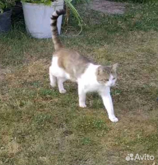 Отдам в хорошие руки бесплатно