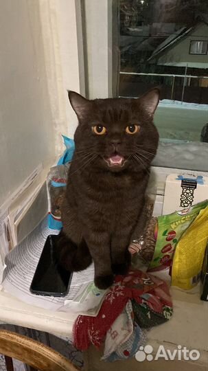 Кот шотландец вязка