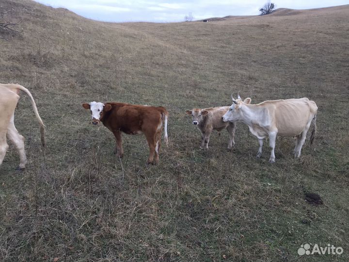 Продажа телят