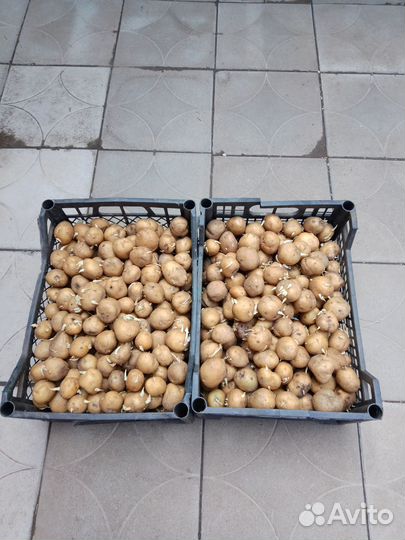 Продам картофель домашний