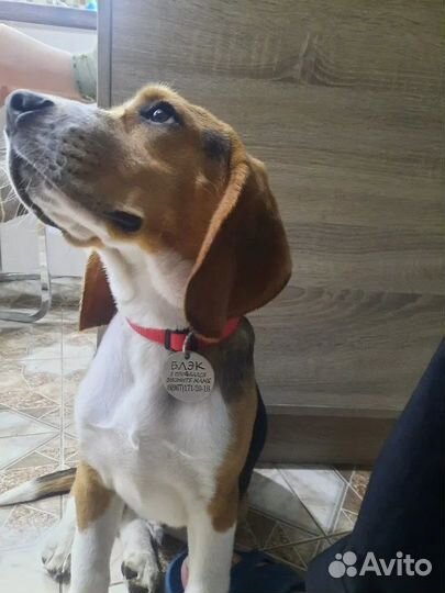 Адресник для собак кошек животных жетоны любые агу